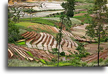 Rice Terraces::Central Highlands, Madagascar::