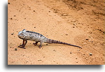 Malagasy Giant Chameleon on the Road::Madagascar::