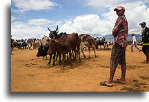 Selling Zebu::Ambalavao, Madagascar::
