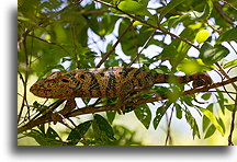 Malagasy Giant Chameleon::Isalo, Madagascar::