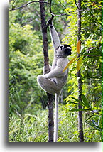 Lemur sifaka #2::Isalo, Madagaskar::