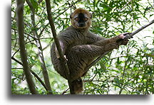 Red-fronted Lemur #1::Isalo, Madagascar::