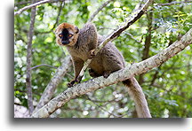 Lemur rufifrons #2::Isalo, Madagaskar::
