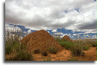 Termite Mounds::Southwestern Madagascar::