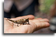 Brown Leaf Chameleon #2::Ranomafama, Madagascar::