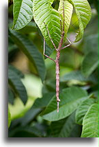 Stick Insect::Ranomafama, Madagascar::