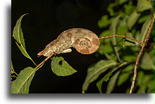 Parson's Chameleon::Ranomafama, Madagascar::
