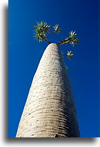 Fony Baobab::Ankilibe, Madagaskar::
