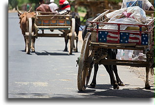 Zebu Oxes Carts::Southwest Madagascar::