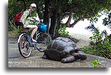 Biker with Giant Tortoise::La Digue, Seychelles::