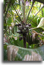 Female Tree::Praslin, Seychelles::