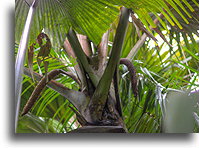 Male Tree::Praslin, Seychelles::