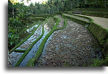 Pola ryżowe Gunung Kawi::Bali, Indonezja::