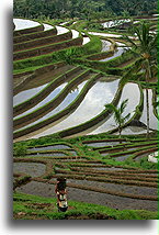 Terraced Rice Fields::Bali, Indonesia::