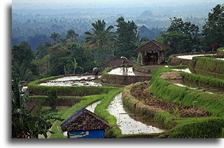 Samotny rolnik w polach ryżowych::Bali, Indonezja::
