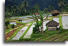 Bawół i tarasy ryżowe::Bali, Indonezja::