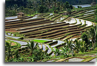 Flooded Rice Terraces::Bali, Indonesia::