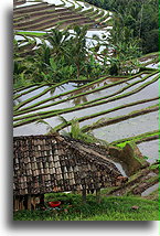 Strome zbocza Bali::Bali, Indonezja::
