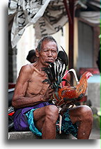 Mężczyzna z kogutem::Bali, Indonezja::