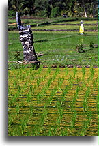 Shrine at the Paddy Field::Bali, Indonesia::