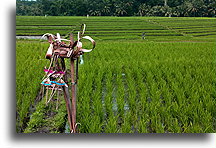 Hinduistyczna ofiara w polu ryżowym #1::Bali, Indonezja::