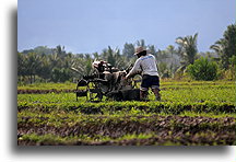 Ploughing a Rice Field::Bali, Indonesia::