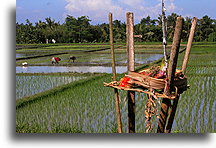 Hinduistyczna ofiara w polu ryżowym #2::Bali, Indonezja::