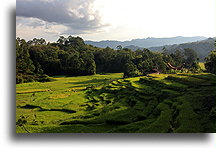 Bori Rice Fields::Tana Toraja, Sulawesi Indonesia::