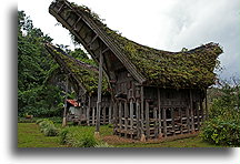 Stary dom tongkonan::Tana Toradża, Celebes Indonezja::