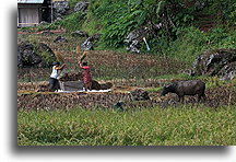 Ręczne młócenie ryżu::Tana Toraja, Sulawesi Indonesia::