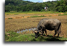 Bawół domowy na polach ryżowych::Tana Toraja, Sulawesi Indonesia::