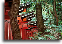 Path of tori #4::Fushimi Inari Taisha Shrine in Kyoto, Japan::
