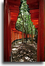 Path of tori #5::Fushimi Inari Taisha Shrine in Kyoto, Japan::