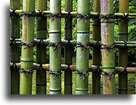 Bambusowy płot::Świątynia Ryoan-ji, Kioto, Japonia::