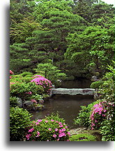 Lotus Pond::Toji-in Temple, Kyoto, Japan::