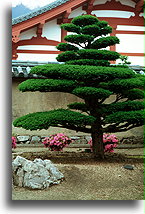 Matsu (rzeźbiona sosna)::Świątynia Horyu-ji, Nara, Japonia::