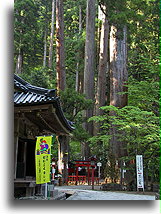 Drzewa Cedrowe::Świątynia Futara-san Jinja, Nikko, Japonia::