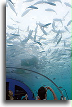 Ryby nad sufitem::Podwodna restauracja Ithaa, Malediwy::