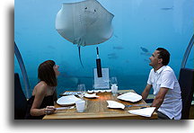 Looking at Stingray::Ithaa, Underwater Restaurant, Maldives::