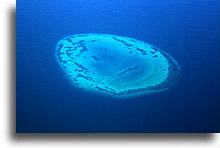Ring Shaped Coral::Maldives Islands, Maldives::