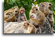 Group of Macaque::Monkeys and Elephants, Sri Lanka::