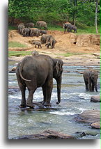 Female Elephant with Calf::Monkeys and Elephants, Sri Lanka::
