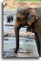 Asian Elephant::Monkeys and Elephants, Sri Lanka::