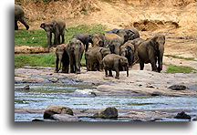 Elephants on the Shore::Monkeys and Elephants, Sri Lanka::