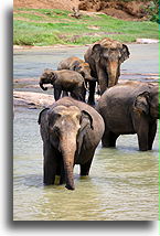 Elephants in River::Monkeys and Elephants, Sri Lanka::