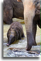 Baby Elephant Bathing::Monkeys and Elephants, Sri Lanka::
