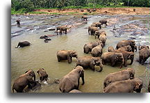 Elephants` Bath::Monkeys and Elephants, Sri Lanka::