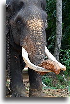 Long Tusks::Monkeys and Elephants, Sri Lanka::