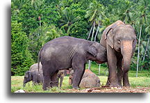 Calf Feeding::Monkeys and Elephants, Sri Lanka::