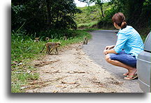 Monkeys on the Road::Monkeys and Elephants, Sri Lanka::